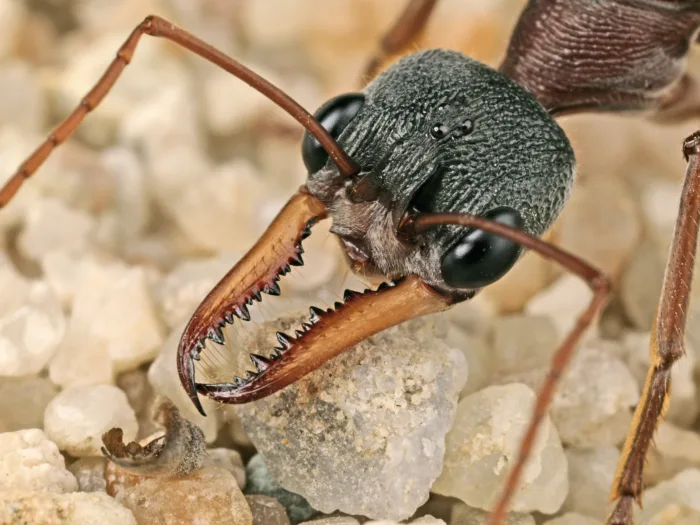 CSIRO Science Image 1143 Bull ant Myrmecia sp