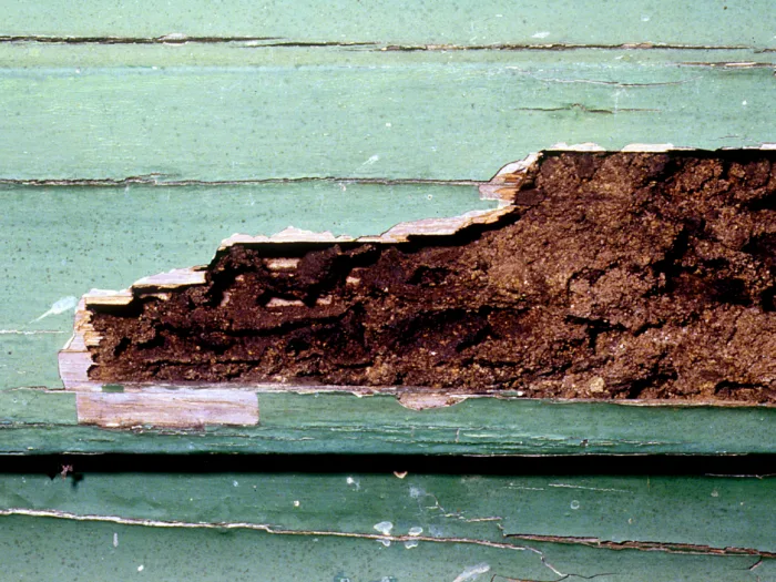 Termite damage weatherboard