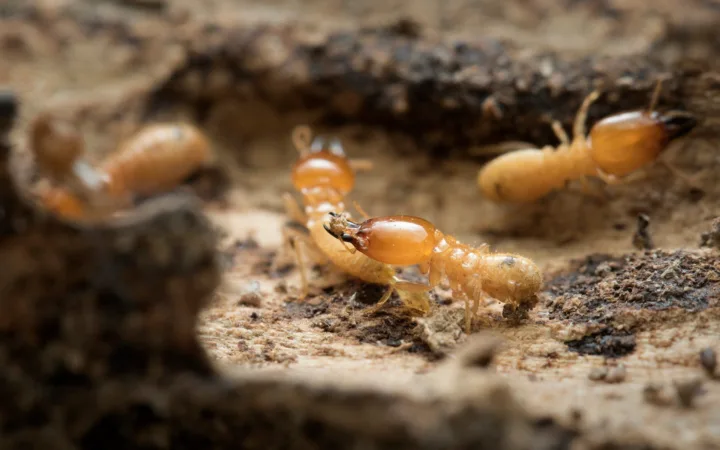 Termites