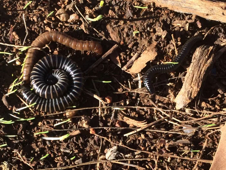 Millipedes