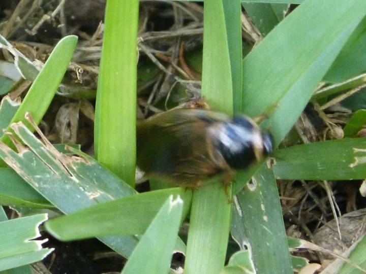 Cockroaches