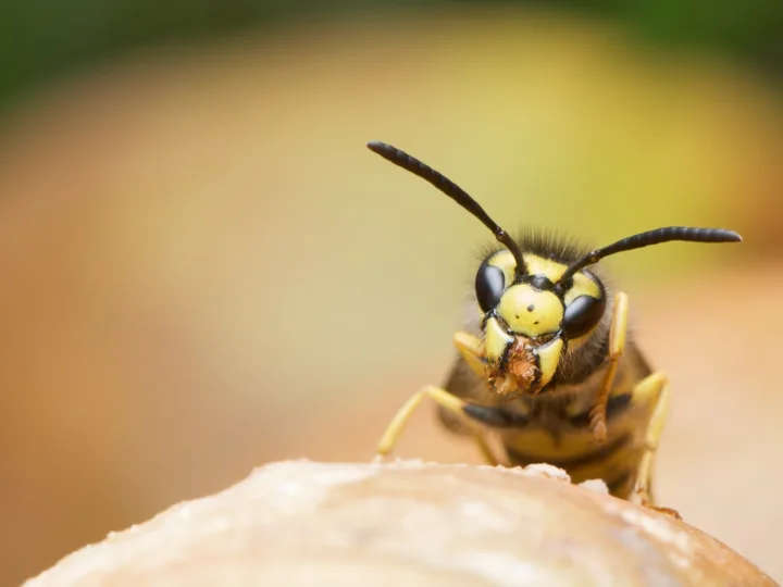 Wasps
