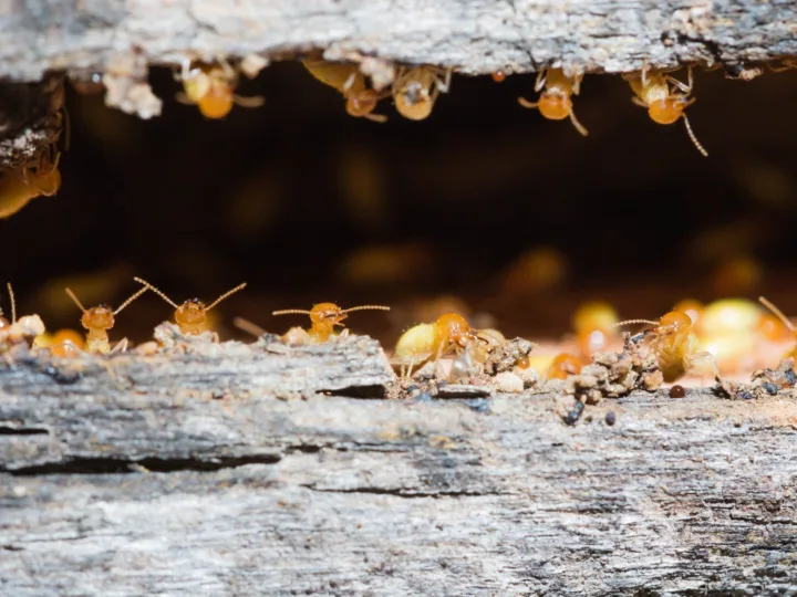 Termites
